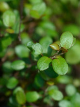 files/shutterstock_2200763655_edited.jpg